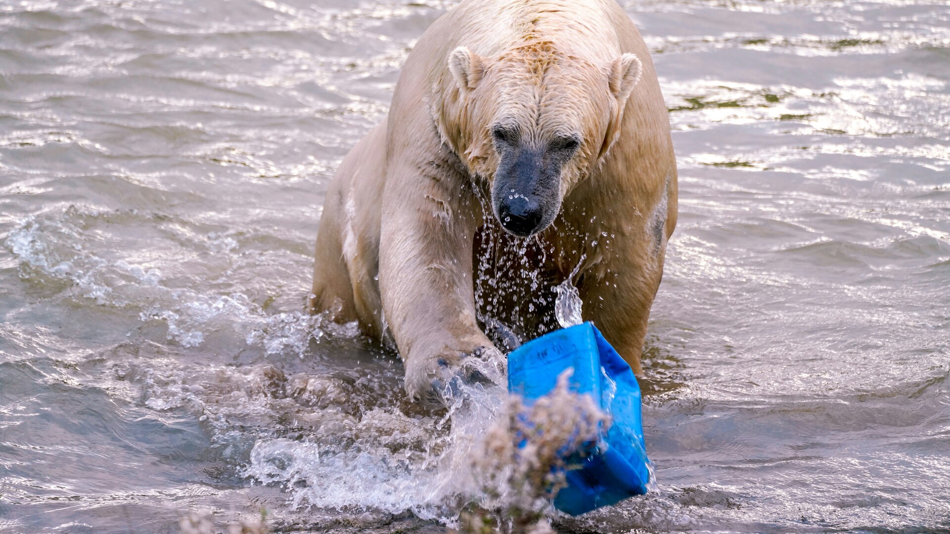 Biodiversité ― Lorsque... Biodiversité ― Lorsque...