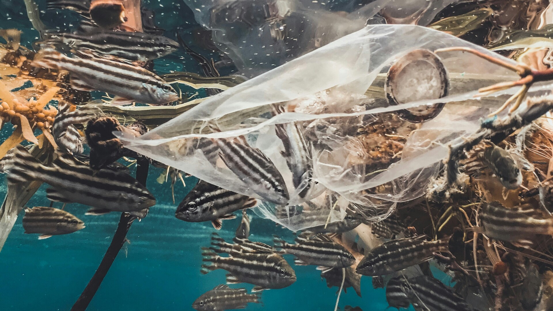 Les eaux Les rivières,... Les eaux Les rivières,...