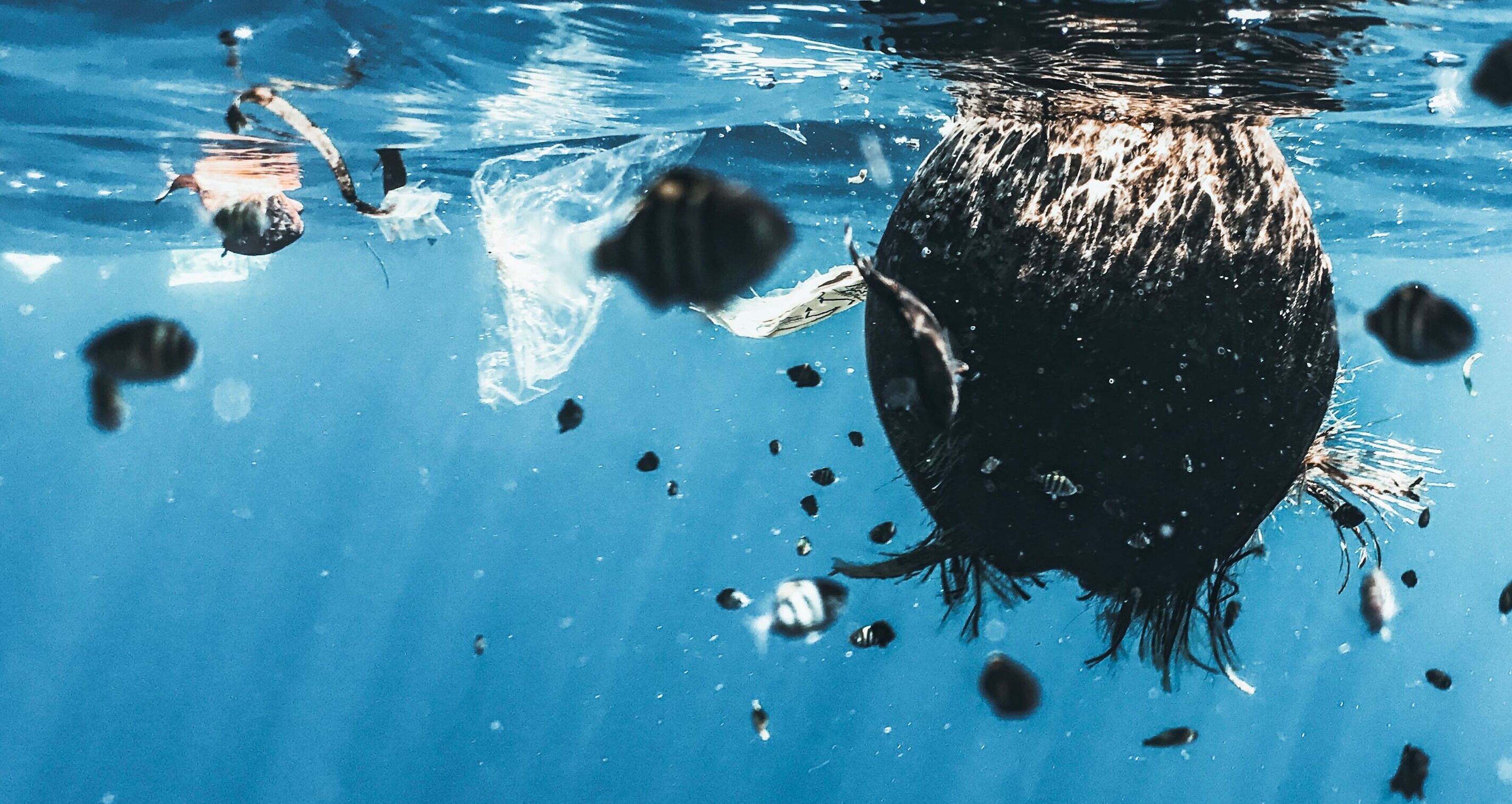 La pollution des eaux 